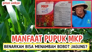 Manfaat Pupuk MKP Untuk Tanaman Jagung ❗Apa Bener Bisa Memperbesar Tongkol Jagung [upl. by Atimed]