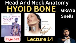 Hyoid Bone  Head and Neck Anatomy  headandneckanatomy [upl. by Kosse]