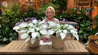 Barbara King 2Piece Hosta White Feather Live Plant on QVC [upl. by Nonnah]