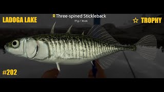 Russian Fishing 4 Ladoga lake trophy 3 spined Stickleback T202 [upl. by Kristin]