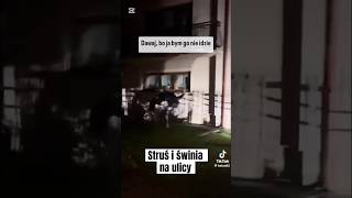 Struś i świnia na ulicy polska wieś struś świnia shorts popularne ucieczka tiktok [upl. by Odlanyer]