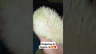 Cute hedgehogs❤️🥰🦔 hedgehog cute cutebaby kaburgertv subscribe [upl. by Silber546]