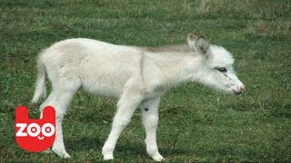 Albino Donkey Island [upl. by Tandie]