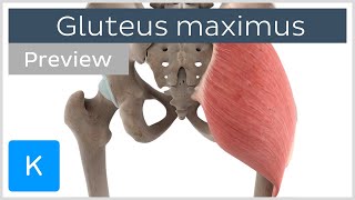 Functions of the gluteus maximus muscle preview  3D Human Anatomy  Kenhub [upl. by Asaph31]