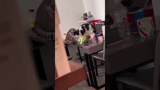 Funny cat video😹✨shorts cat meow kitten super cute funny [upl. by Yetti58]