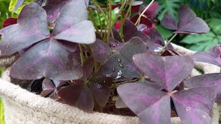 oxalis plant and triangularis how to grow propagation tips 🌿 [upl. by Walt]