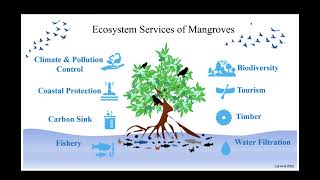 Webinar Restoring the Lungs of the Sea Why Mangroves Matter [upl. by Marilou]