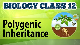 Polygenic Inheritance  Genetic Basis of Inheritance  Biology Class 12 [upl. by Eudoca]