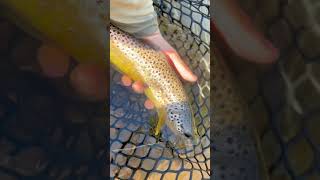 Fall in the driftless 🍁 fishingvideo flyfishinglife fishing flyfisherman flyfishing fish [upl. by Suiraj842]