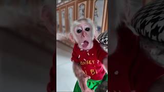 Cute baby eating rice 🌾🍚 babymonkey animals funny babymonky monky [upl. by Resaec]