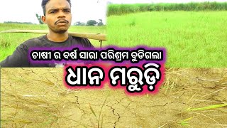 ଆମର ଧାନ ସବୁ ମରିଗଲାମୁଇଁ କାହିଁ ପଲେଇ ଆସିଲିmeghavlog4u [upl. by Nyladgam850]