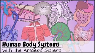 Human Body Systems Functions Overview The 11 Champions Older Video 2016 [upl. by Clementius6]