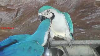 All mutation of macaws at one place parrot cute amazing birds [upl. by Gault]