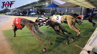 Australian racing greyhounds  Dog race [upl. by Shelman]