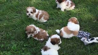 Shichon Puppies For Sale [upl. by Sibella350]