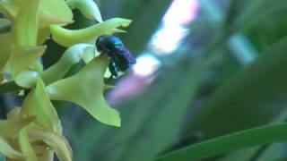 Orchid Bees  Euglossa [upl. by Limber]