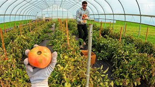 Indoor Tomato Harvest [upl. by Joelynn640]