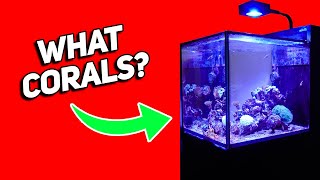 Avoid These Mistakes Choosing the Right Corals for Your Red Sea Max Nano Peninsula Reef Tank [upl. by Neeloc140]