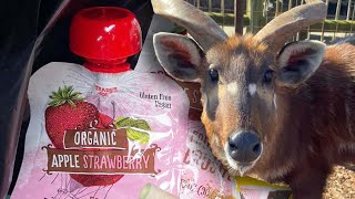 Rare Antelope Chokes to Death on Squeezable Pouch at Zoo [upl. by Eah]