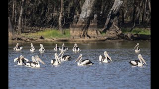 Pelicans  Successful cooperative fishing  Big Catch [upl. by Dlorrej]