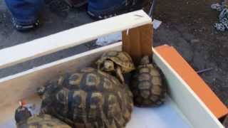 trafic de tortues grecques au marché au puces de Marseille [upl. by Schonfeld]