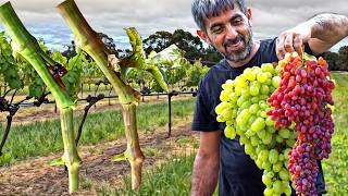 FROM GRAFTING TO HARVEST 7 KG OF GRAPES [upl. by Collum306]