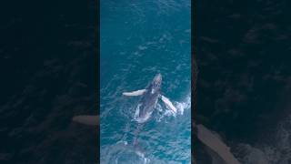 Playful humpback whale calf ocean asmr whale viral [upl. by Hurley]