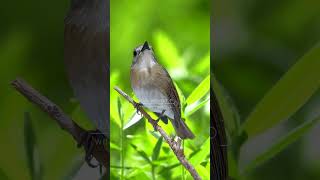 Burung SRDC bali gacor berkicau di taman birdsinging srdcbaligacor nature [upl. by Keifer]