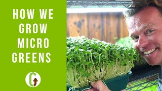 How To Grow Microgreens Small Scale Microgreens Farm Tour  GroCycle [upl. by Artair]