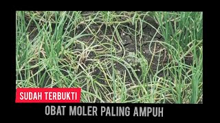 OBAT MOLER BAWANG MERAH TERAMPUH ABAD INI [upl. by Noiramed907]