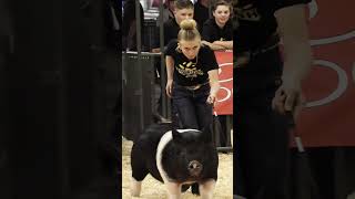 Krew and Karis showing pigs at Gold Rush in Hog Showmaship showpigs pigs livestockshow [upl. by Lorrin]