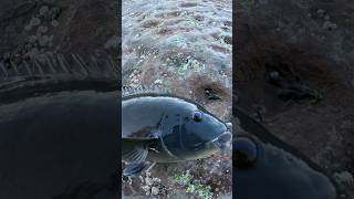 Rock fishing for groper groper fish fishing [upl. by Ahsakal]