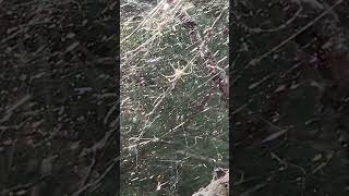 Extravagant spider web in the wilderness [upl. by Kacy475]