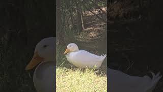 El Pato Blanco Domesticado Campbelltown Australia [upl. by Breh]