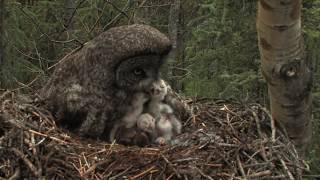 great gray owl family [upl. by Virg]