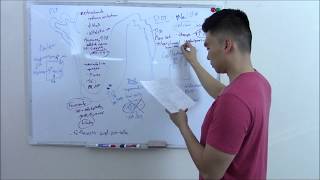 USMLE Renal 4 Nephron Pharmacology [upl. by Suoivatram]