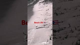 Luquillo beach on Puerto Rico 🇵🇷 badbunny merengue musica music playa playasdepuertorico [upl. by Aplihs147]