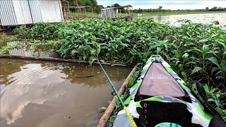 Pescaria com a água barrenta é fatal pra esses peixes usando isca viva só os Brutos Rio turvo [upl. by Daub]