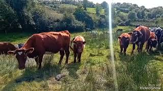 Winter mode in September Connemara ponies belted Galloways and shorthorns grazing in Ireland [upl. by Amaj110]