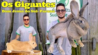 Criação de Coelhos Gigantes e Mini Coelhos em Bom Jesus do Sul  Paraná [upl. by Conias]