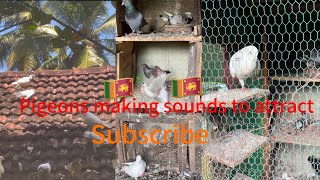 Pigeons make sounds to attract පරවි කූර ගැසීම🕊️🗣️ foryou video viralvideo fyp [upl. by Gnaht]