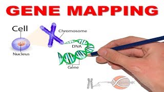 GENE MAPPINGHOW TO DECODE 13q143 [upl. by Morie]