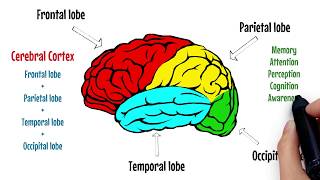 The Brain Explained  Cerebral Cortex  Frontal Lobe  Parietal Lobe 🔴 [upl. by Denys]