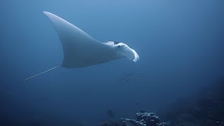 Raja Ampat Liveaboard Video 3 of 3 [upl. by Rofotsirk285]