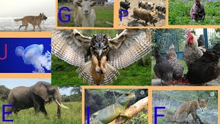 ABC animalslearn alphabets। A to Z with live video।Abcanimal zooKidsLearning [upl. by Anirual]