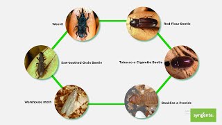 Greenbug Media  Syngenta Professional Solutions Actellic 50EC [upl. by Mcclain964]