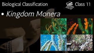 Kingdom Moneraclass11NCERT biological classification Five Kingdom of Whittakers Classification [upl. by Tartaglia787]