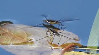 PATINADORES DE AGUA WATER STRIDERS Familia Gerridae [upl. by Bernardi803]