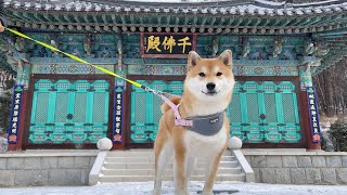 Shiba Inu Visits Traditional Temple and Folk Village in Korea [upl. by Juliette]