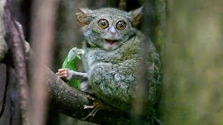 TARSIUS TARSIER eating grasshopper in Tangkoko Nature Reserve  North Sulawesi Indonesia [upl. by Anitnegra]